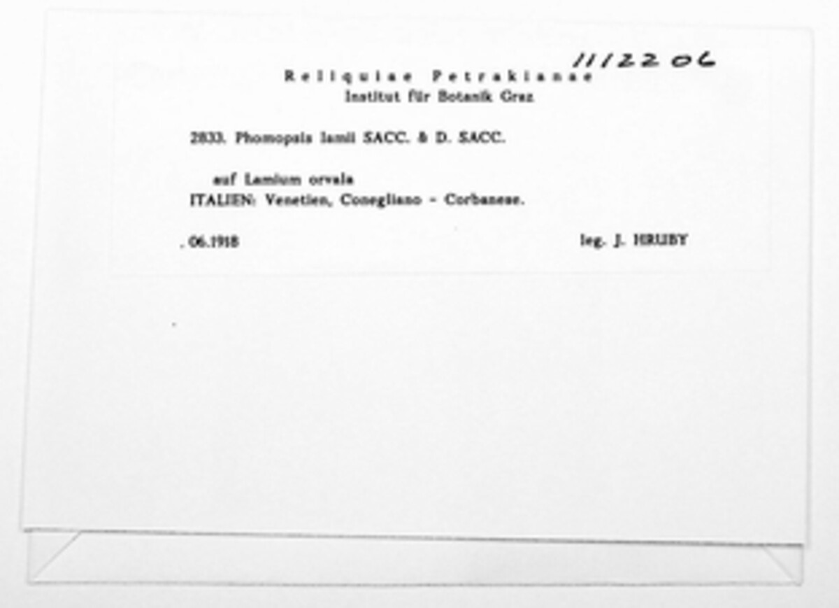 Phomopsis lamii image
